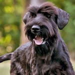 巨型雪纳瑞犬-缩略图-3