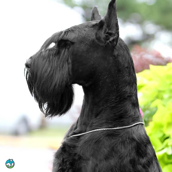 巨型雪纳瑞犬-4