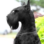 巨型雪纳瑞犬-缩略图-4