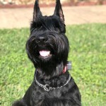 巨型雪纳瑞犬-缩略图-5