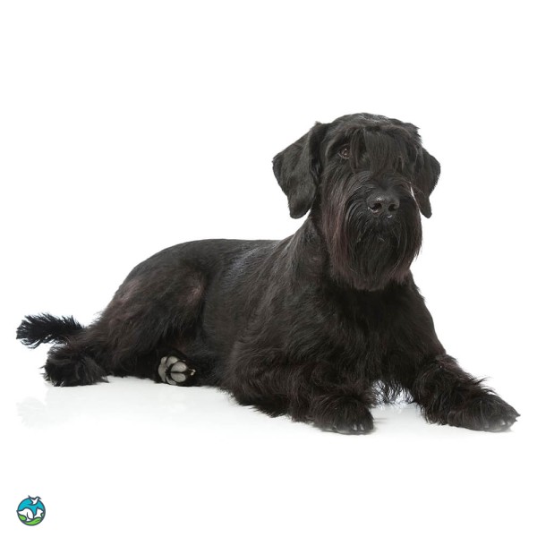 巨型雪纳瑞犬-6