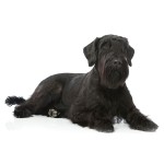 巨型雪纳瑞犬-缩略图-6