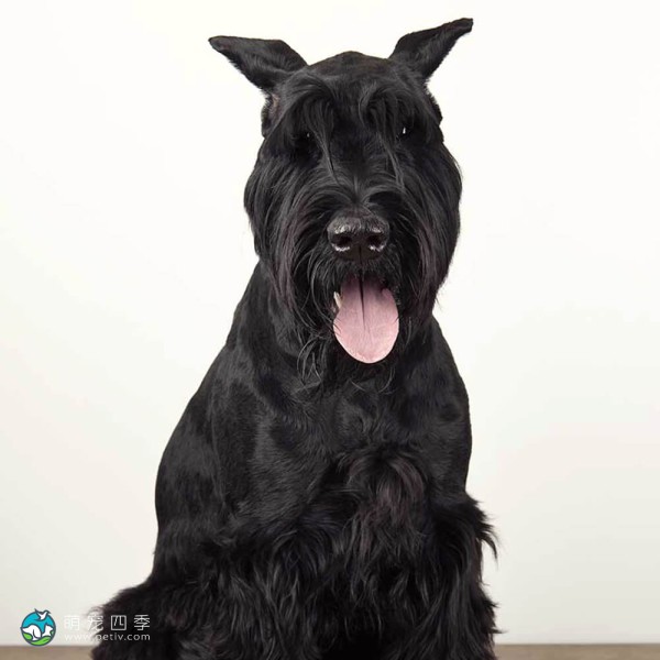 巨型雪纳瑞犬-7