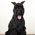 巨型雪纳瑞犬-缩略图-7