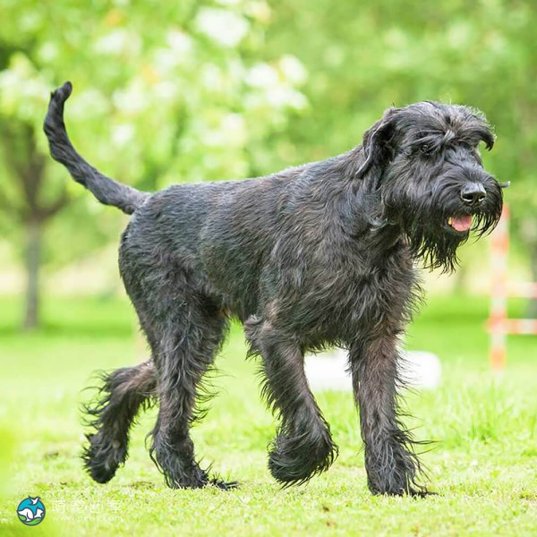 巨型雪纳瑞犬-8