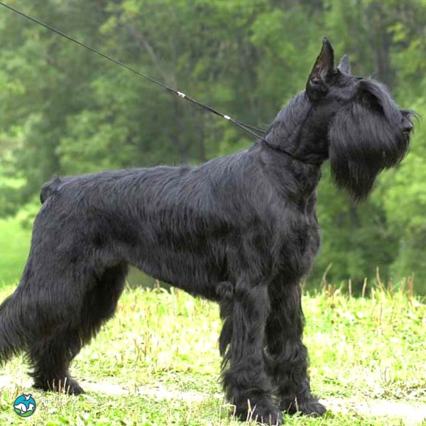 巨型雪纳瑞犬-9