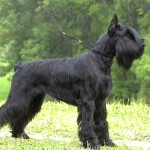 巨型雪纳瑞犬-缩略图-9