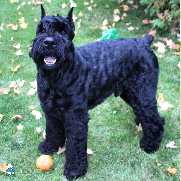 巨型雪纳瑞犬-10