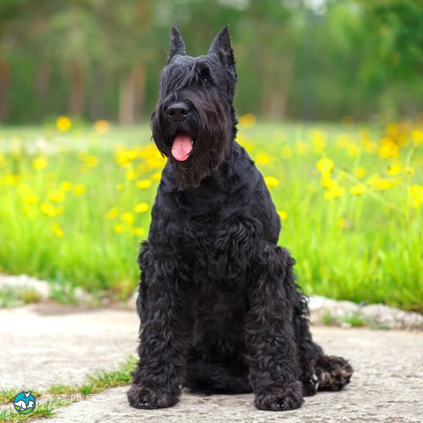 巨型雪纳瑞犬-11