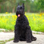 巨型雪纳瑞犬-缩略图-11