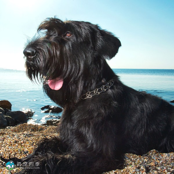巨型雪纳瑞犬-12