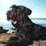 巨型雪纳瑞犬-缩略图-12