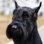 巨型雪纳瑞犬-缩略图-14