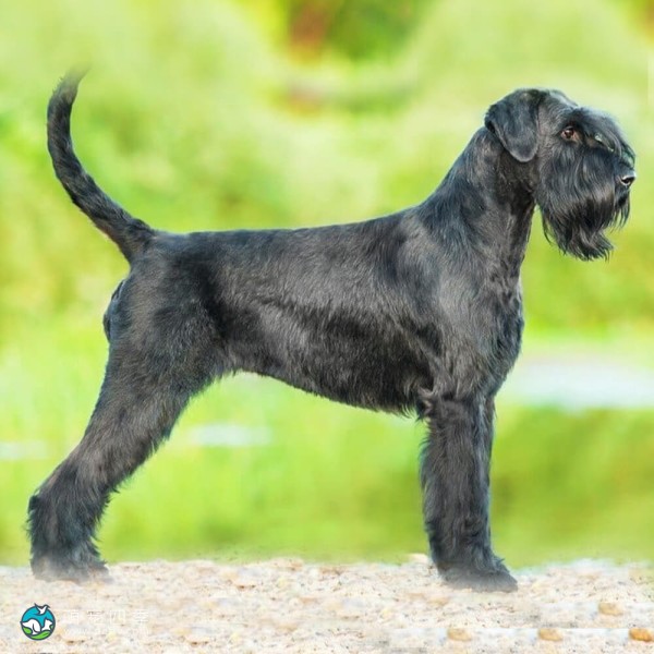 巨型雪纳瑞犬-15