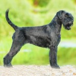 巨型雪纳瑞犬-缩略图-15