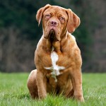 法国獒犬-缩略图-1