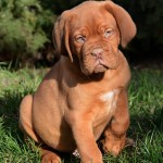 法国獒犬-缩略图-2