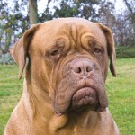 法国獒犬-缩略图-4