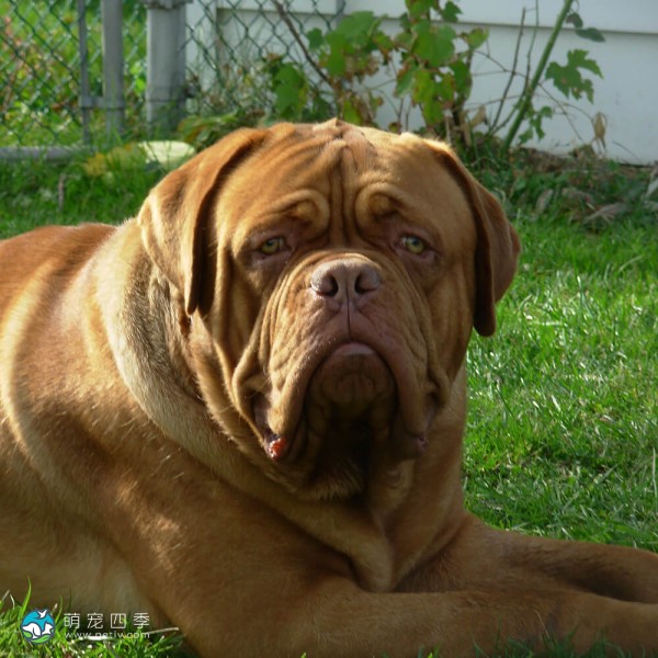 法国獒犬-5