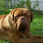 法国獒犬-缩略图-5