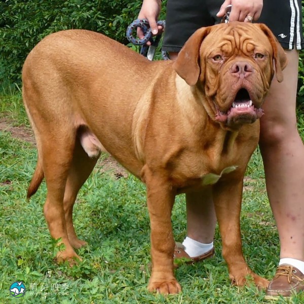 法国獒犬-6