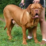 法国獒犬-缩略图-6