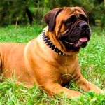 法国獒犬-缩略图-8