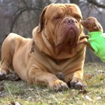 法国獒犬-缩略图-9