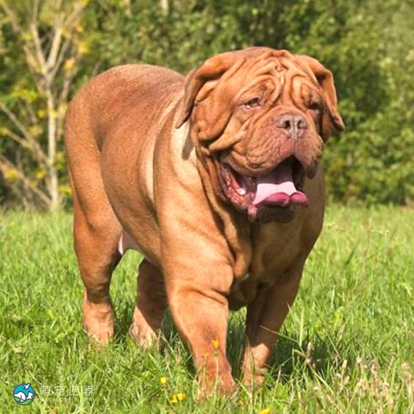 法国獒犬-10