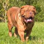 法国獒犬-缩略图-10