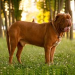 法国獒犬-缩略图-11