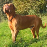 法国獒犬-缩略图-12