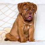 法国獒犬-缩略图-13