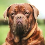 法国獒犬-缩略图-14