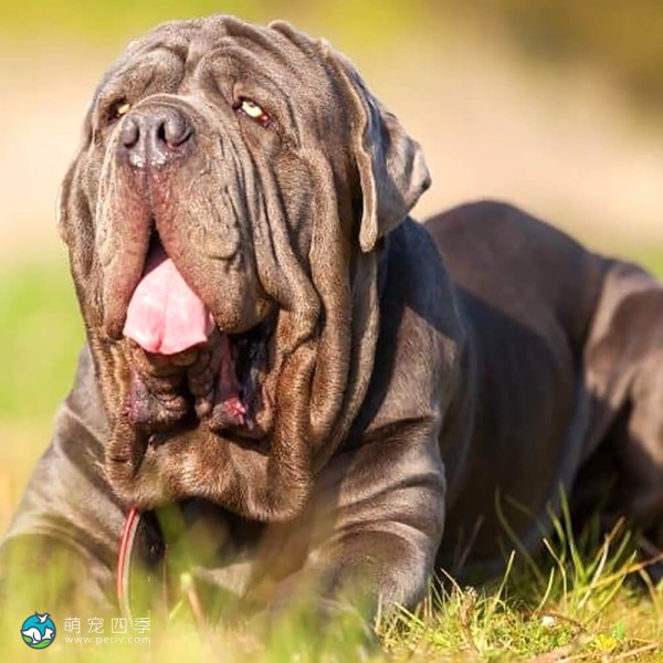 拿波里顿獒犬-1