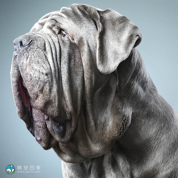 拿波里顿獒犬-2