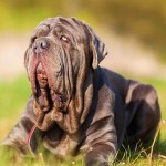 拿波里顿獒犬-缩略图-3