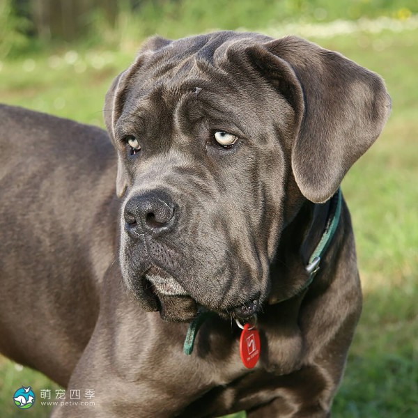 拿波里顿獒犬-4