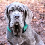 拿波里顿獒犬-缩略图-5