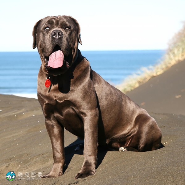 拿波里顿獒犬-6