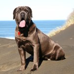 拿波里顿獒犬-缩略图-6