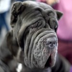 拿波里顿獒犬-缩略图-7