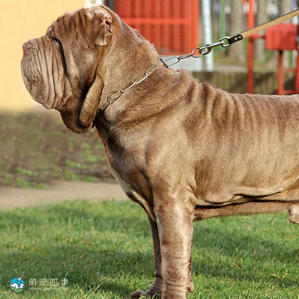 拿波里顿獒犬-8