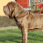 拿波里顿獒犬-缩略图-8