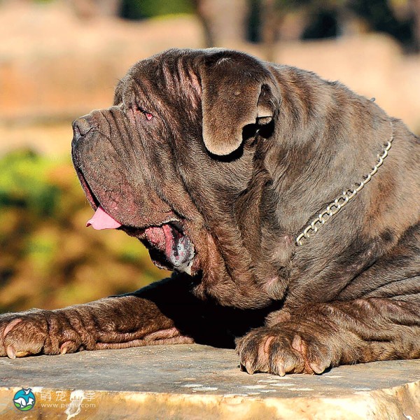 拿波里顿獒犬-9