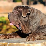 拿波里顿獒犬-缩略图-9