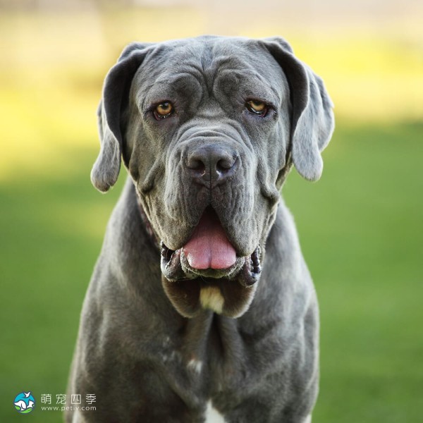 拿波里顿獒犬-10