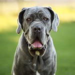 拿波里顿獒犬-缩略图-10