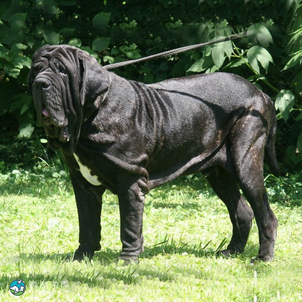 拿波里顿獒犬-11