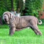 拿波里顿獒犬-缩略图-12